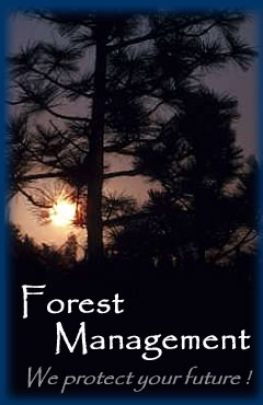 Finding forester services has never been easier, Private Forester, Inc.