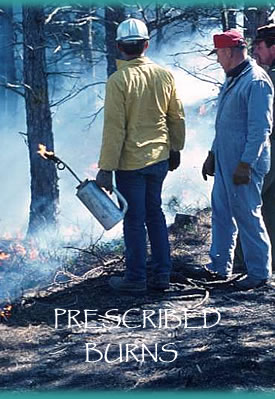 Prescribed burns also called Controlled burns