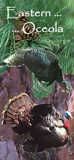 Our wildlife management services integrate the needs of Turkeys and the other game animals.