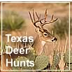 Trophy whitetail deer hunting in Texas
